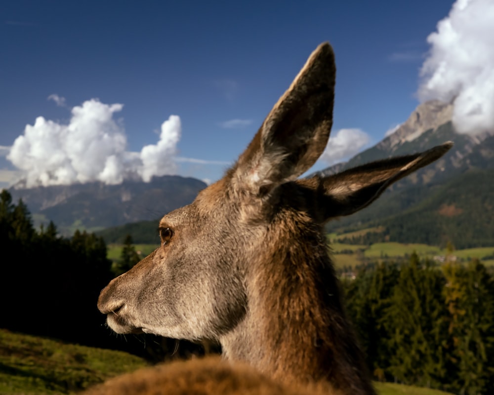 a brown animal with large ears