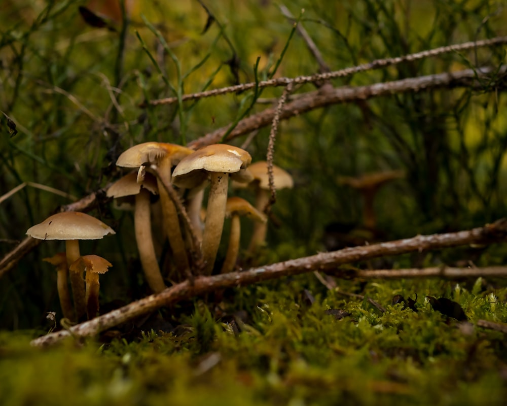 a group of mushrooms growing on a tree branch