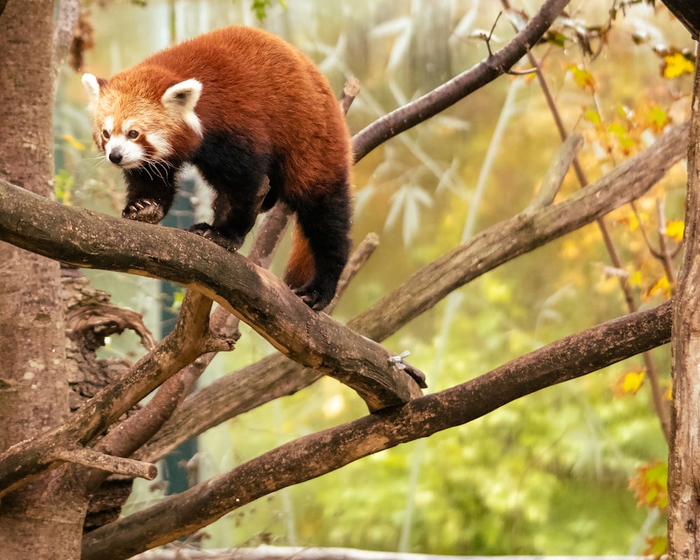 a red panda on a tree branch