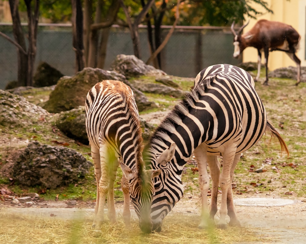 zebras drinking water in a zoo
