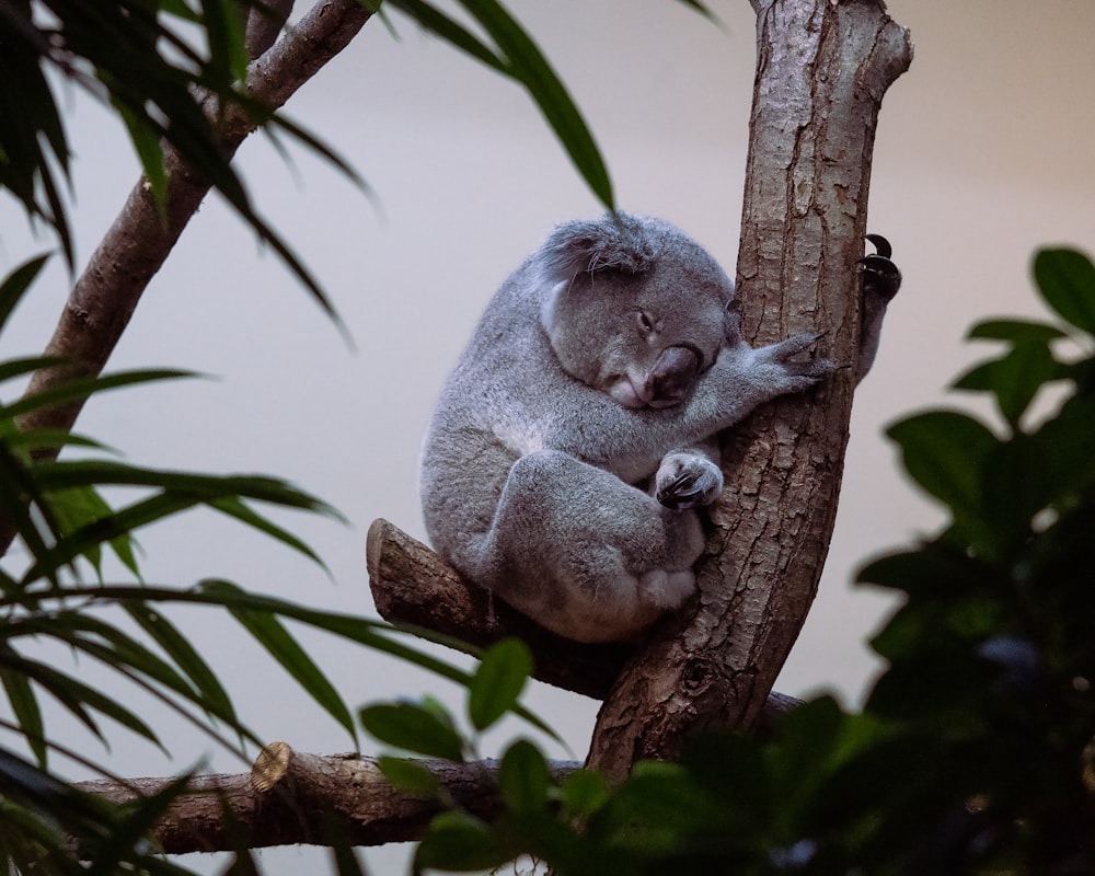 a koala bear in a tree