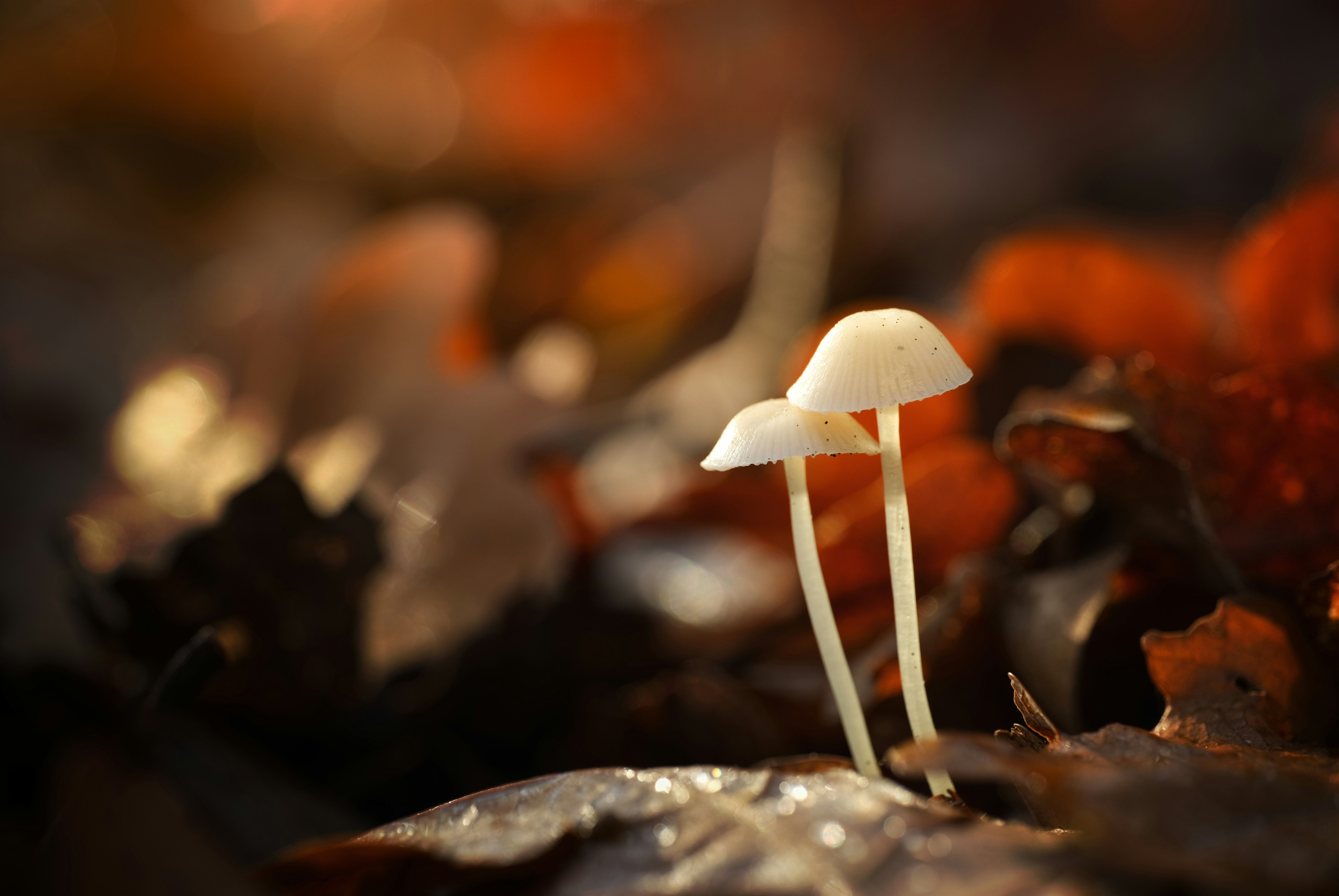 Photo by victor_vector