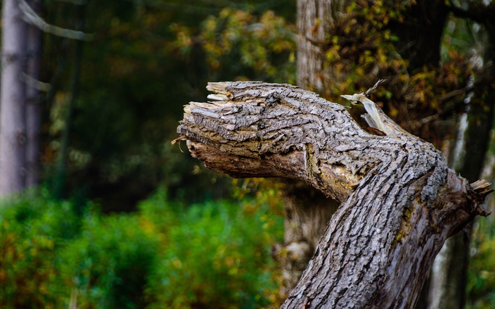 a tree stump with a hole in it