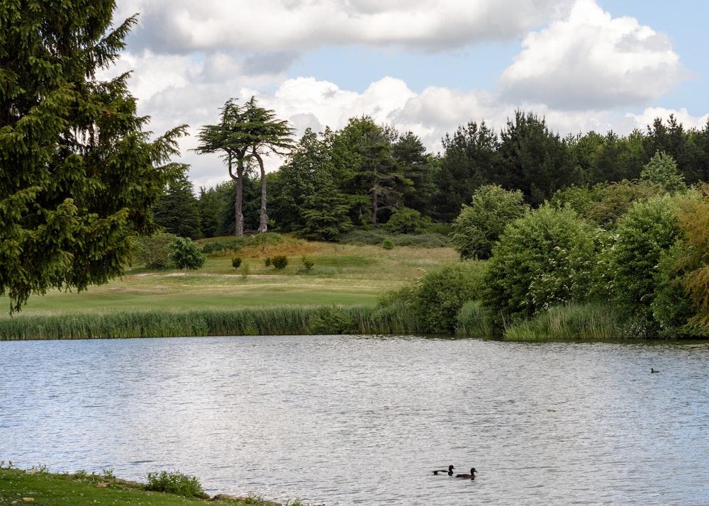 un lago con patos en él