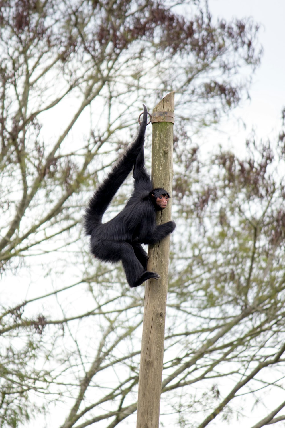 a person climbing a tree