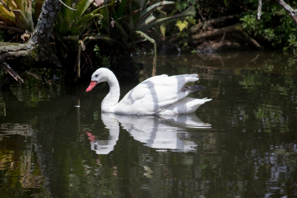 a white swan swimming in a pond