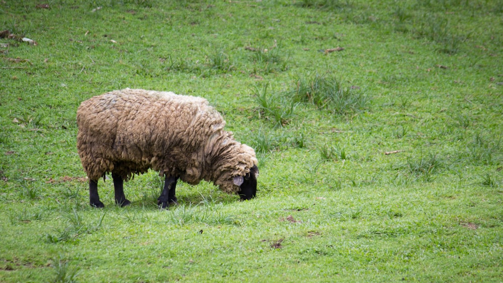 a sheep grazing in a field