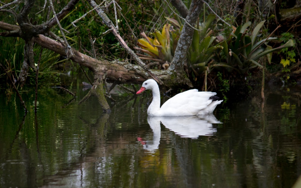 a white swan in a pond