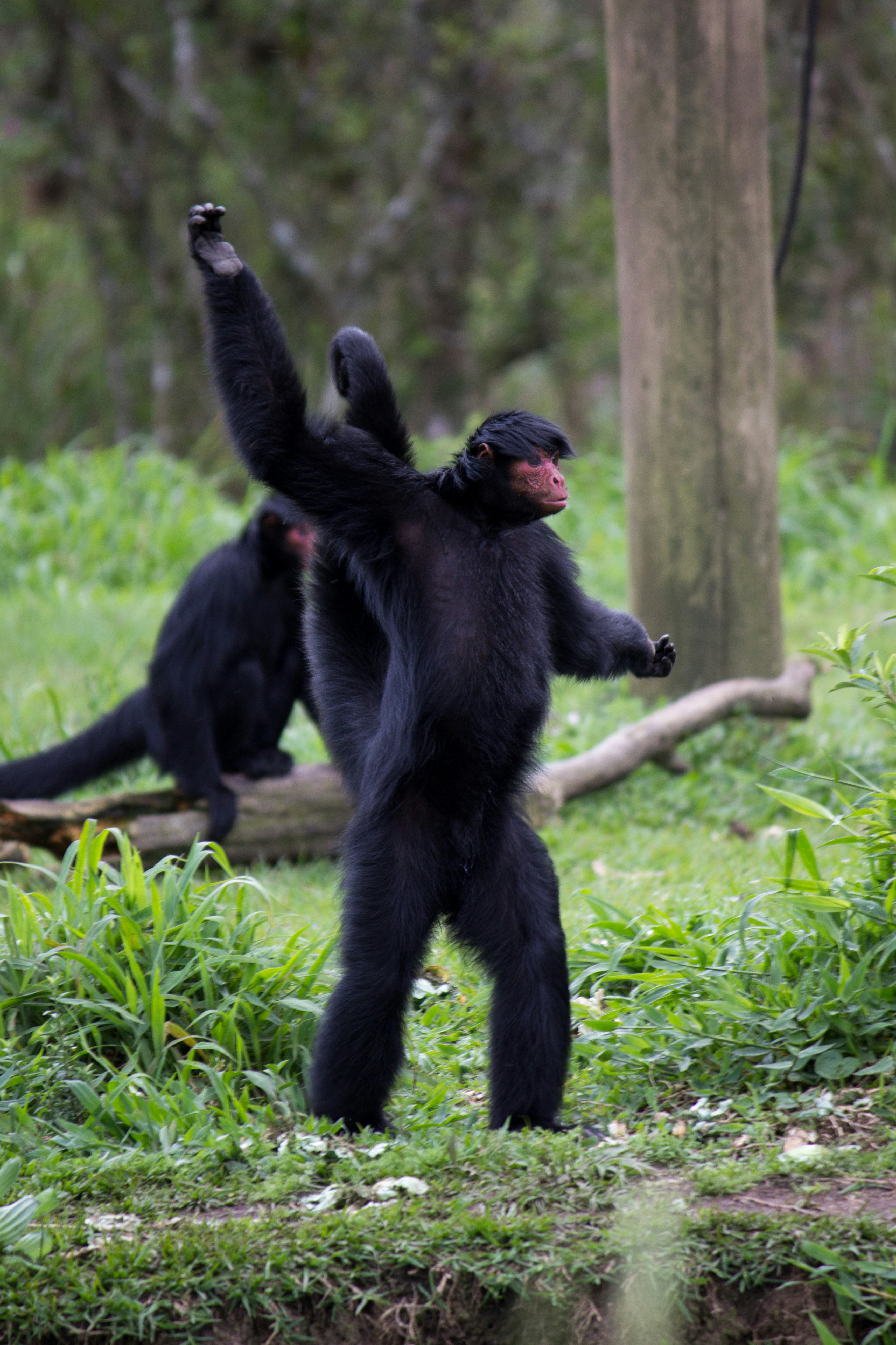 A couple of black monkeys photo – Free Monkey Image on Unsplash