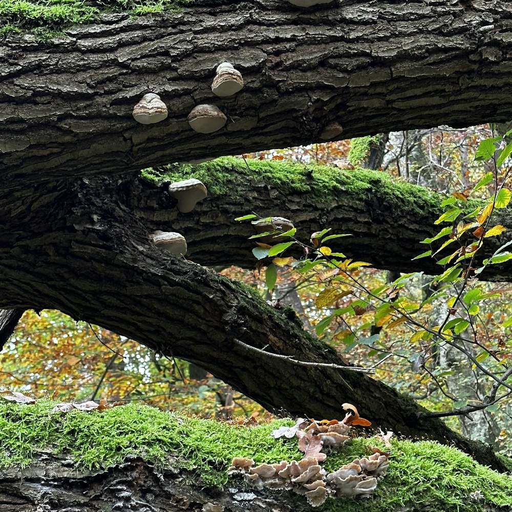 a tree with a group of mushrooms growing on it