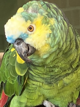 A vibrant display of various parrot mutations available at tota.pk.