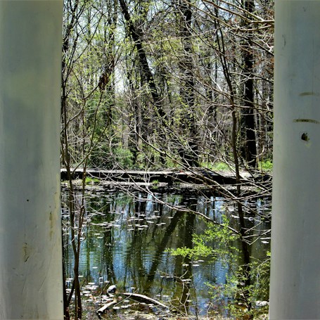 A serene wooded area with a calm pond reflecting the surrounding trees and branches. Sparse plant life is visible along the water's edge. Sunlight filters through the foliage, casting dappled shadows on the water and creating a tranquil atmosphere.