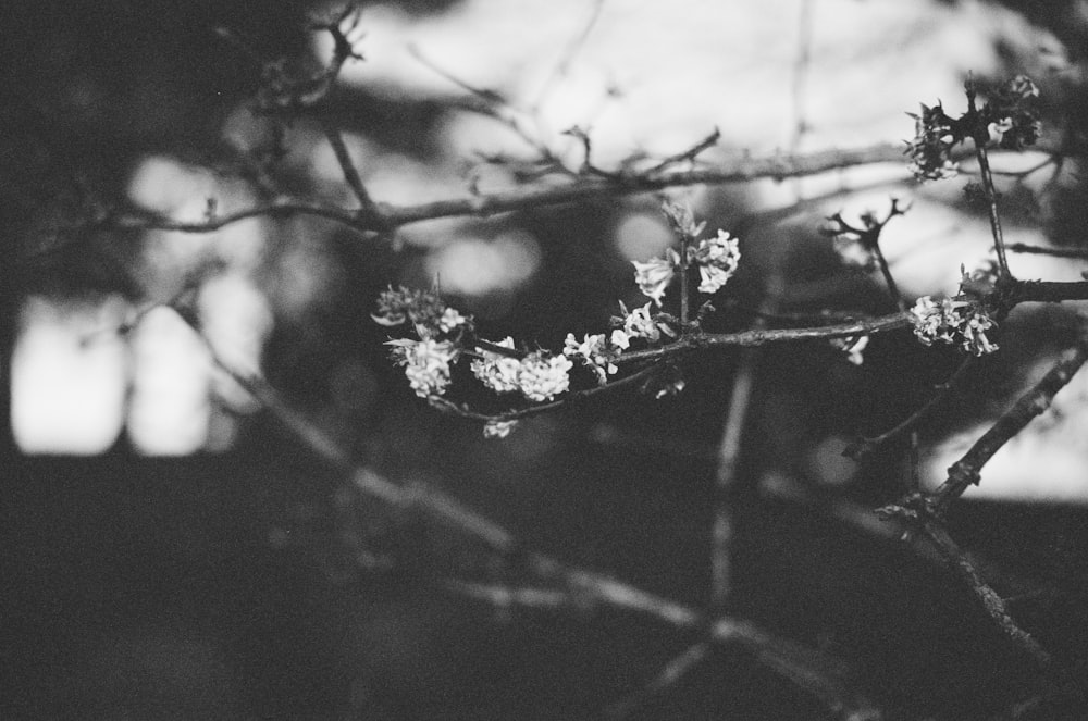 a close up of a branch with white flowers on it