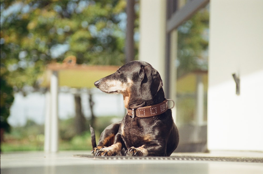 a dog sitting on a ledge