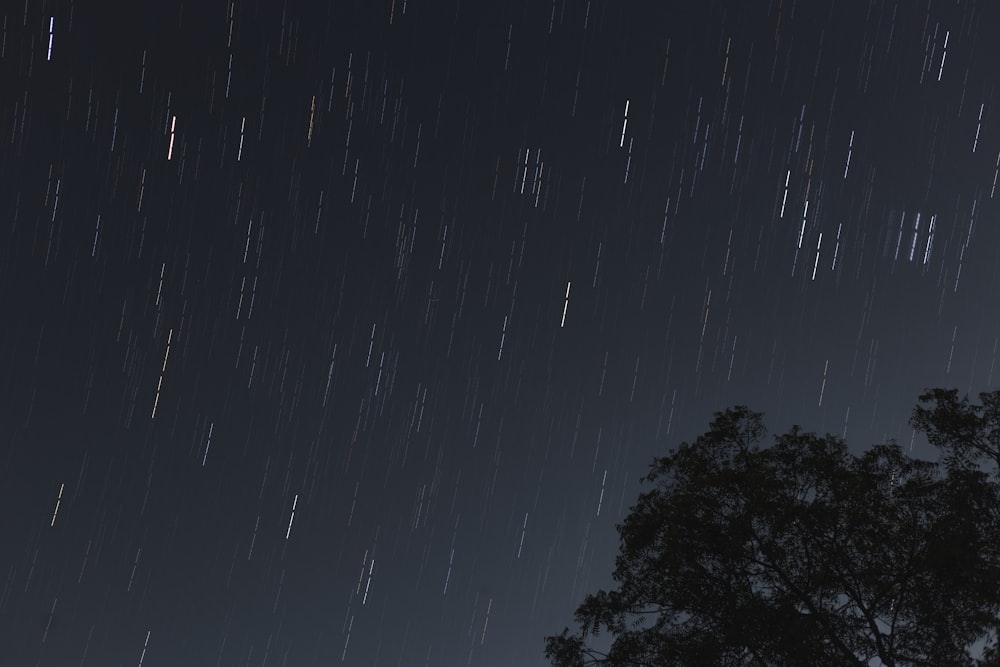 a tree and a starry sky