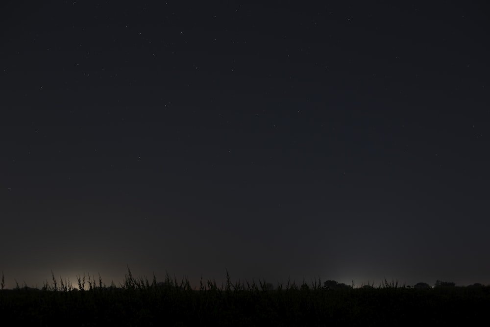 a silhouette of trees at night