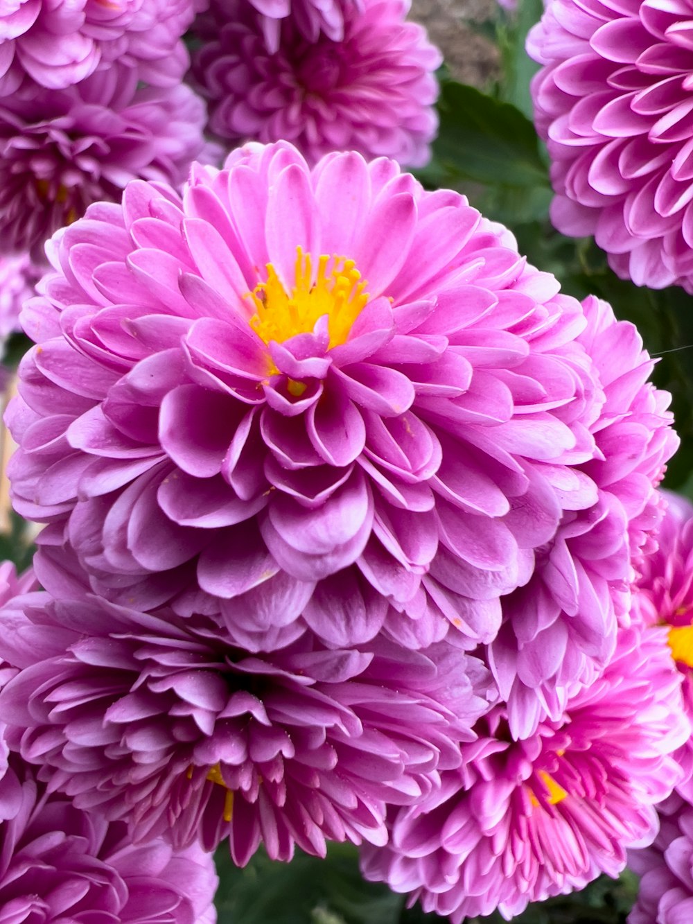 a close up of a flower