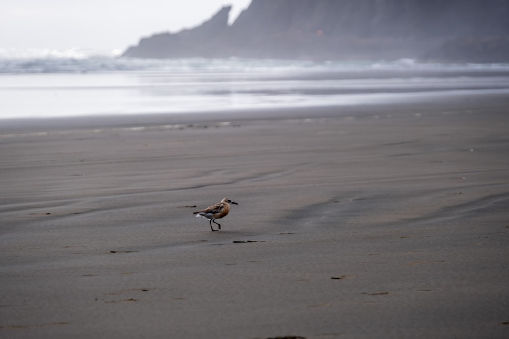 a bird walking on the beach