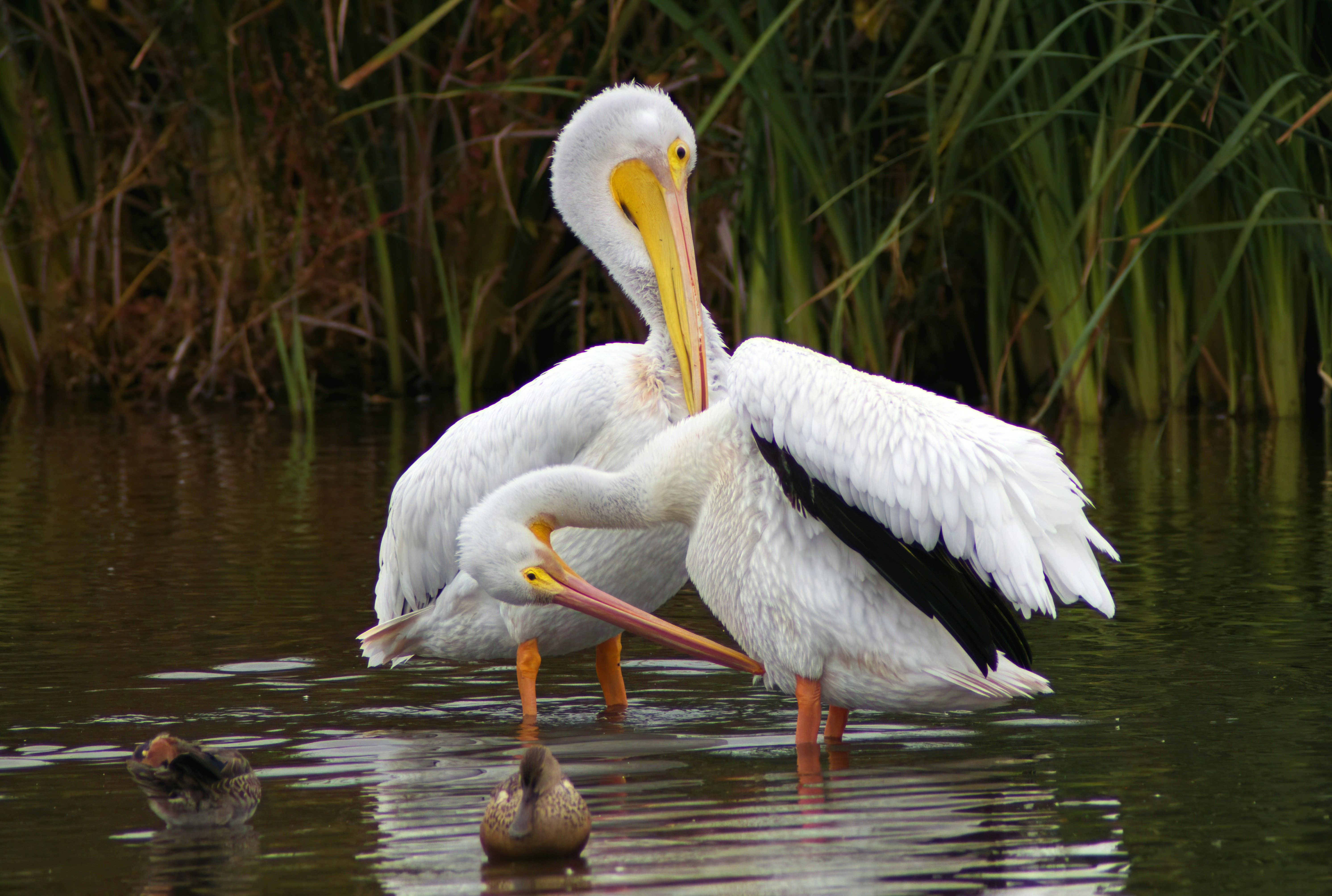 Photo by bullterriere