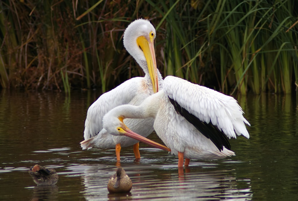 a couple of birds in a body of water