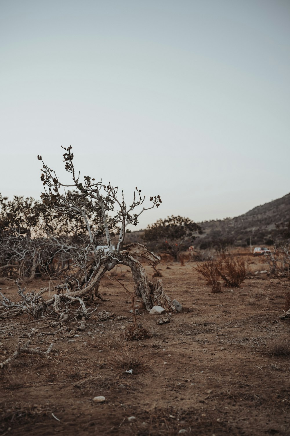 a tree in a desert