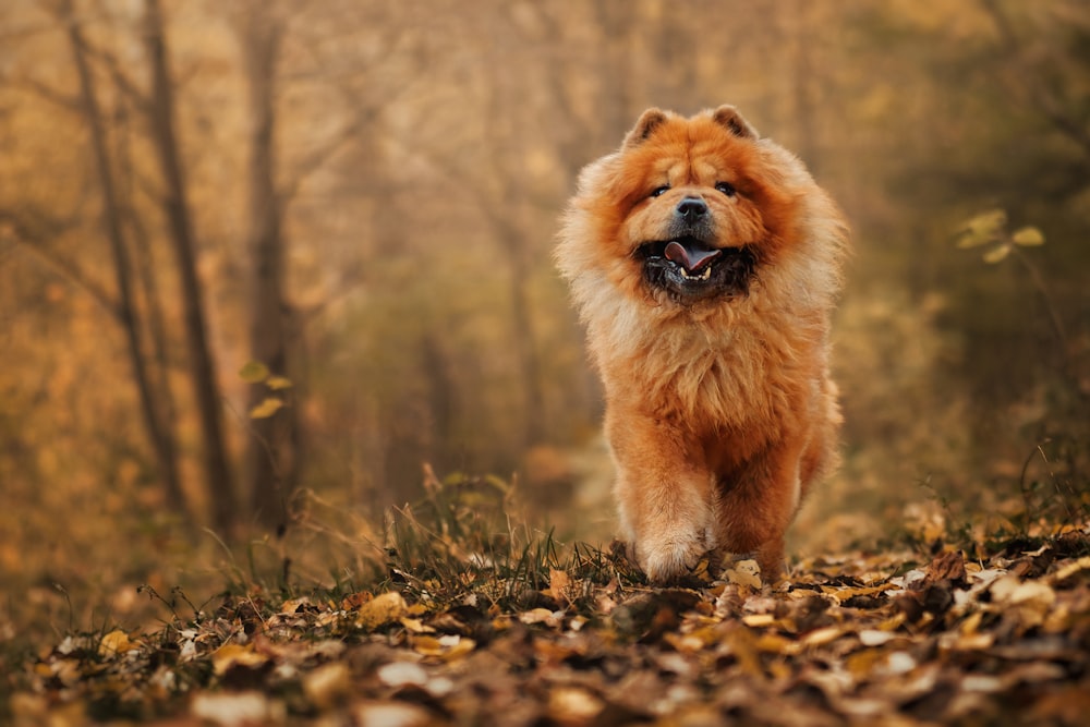 a dog running through a forest