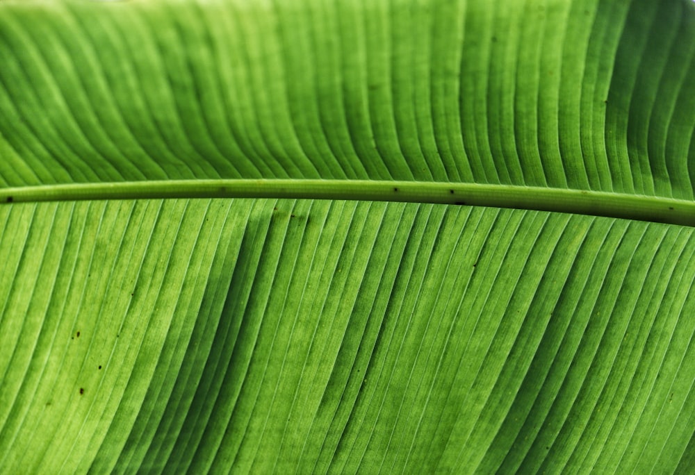 a close up of a leaf