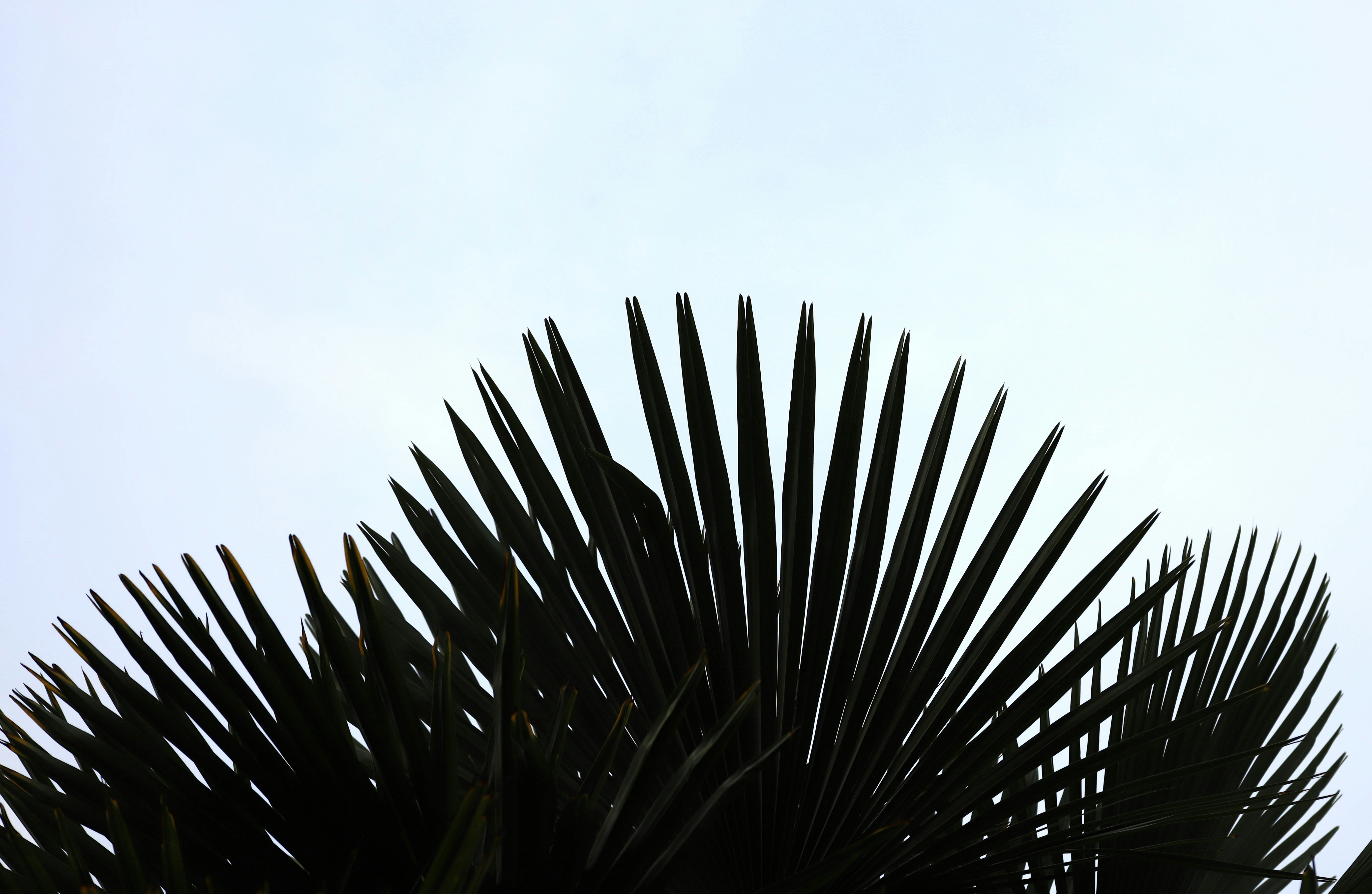 a close up of some plants