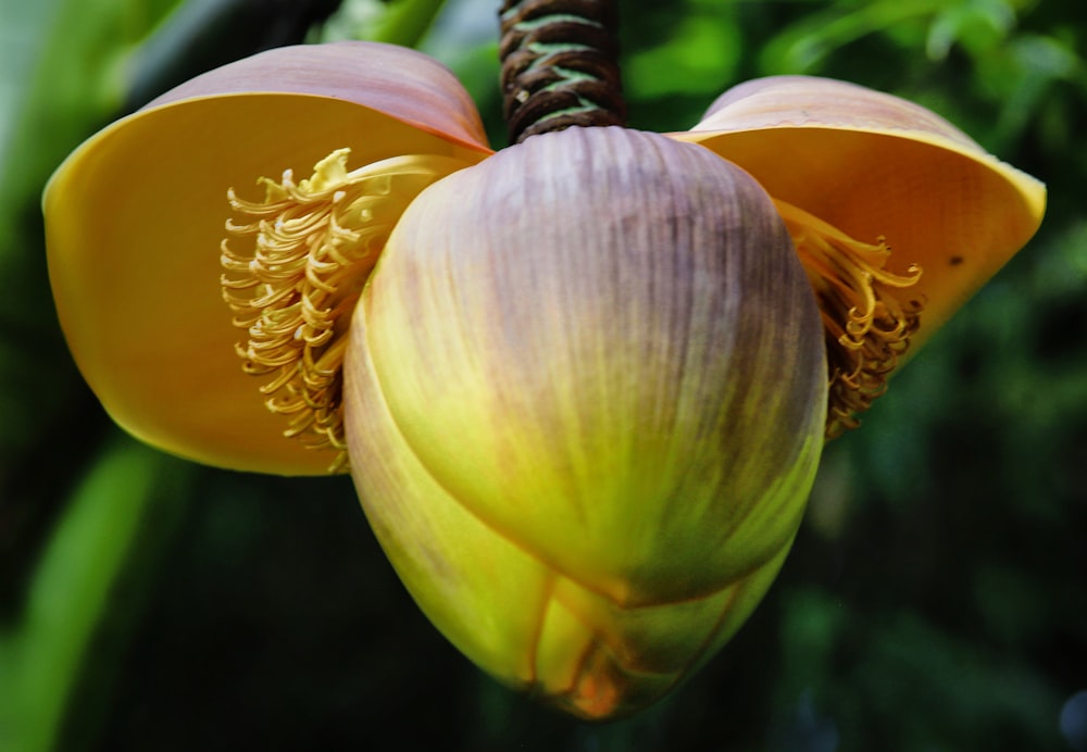 a close up of a flower