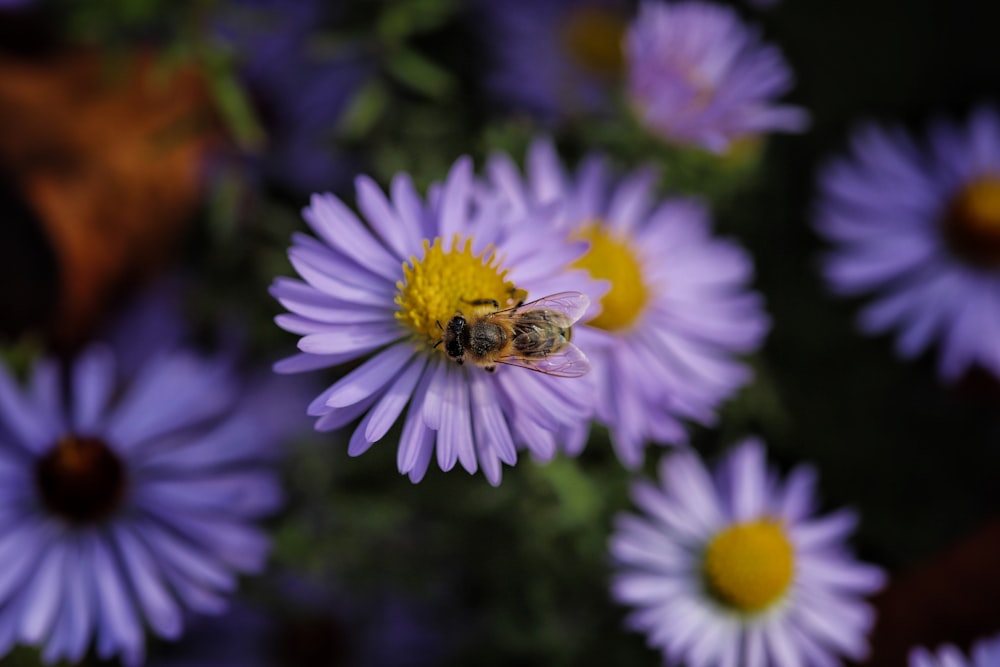 a bee on a flower