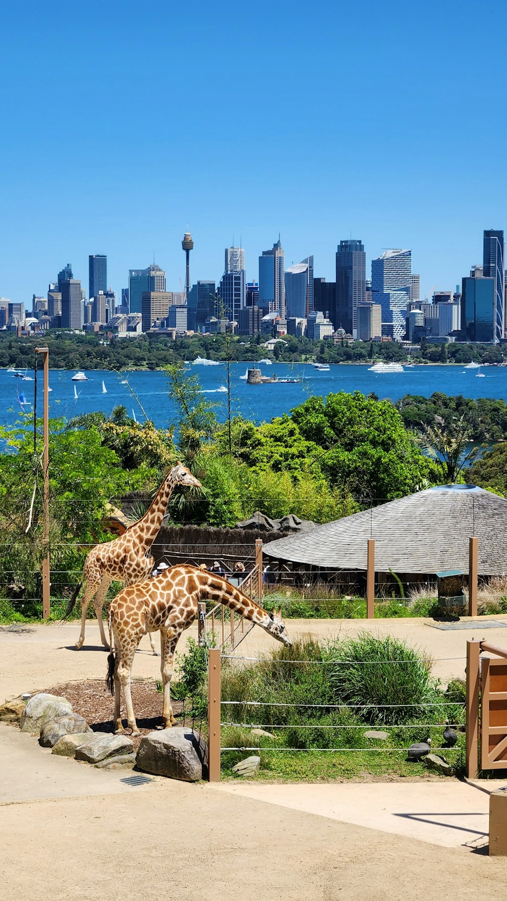 giraffes in a zoo