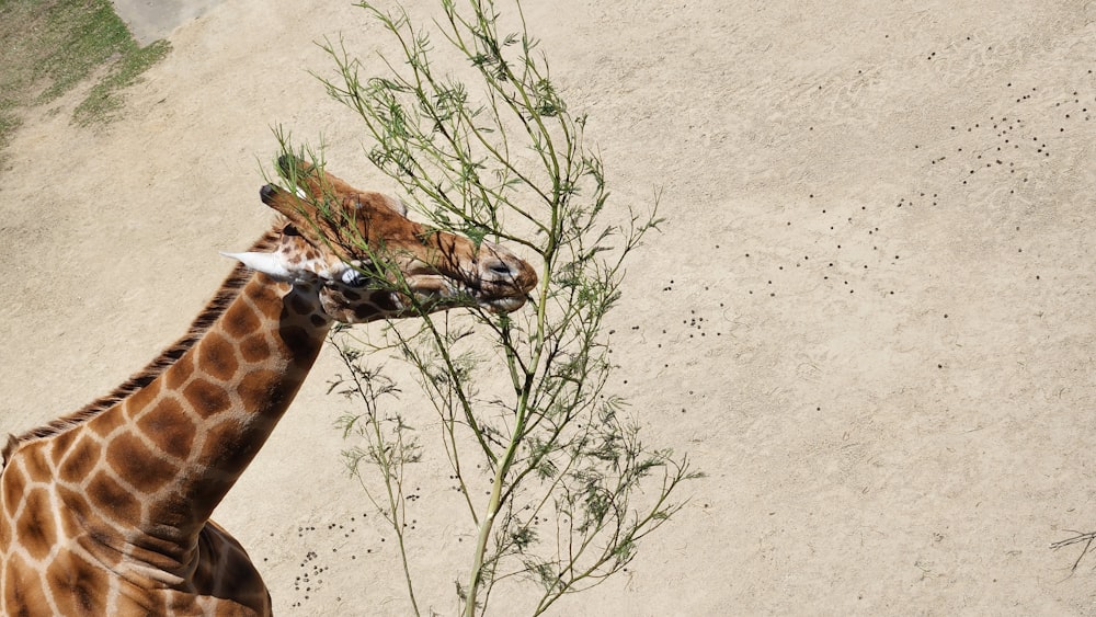 giraffes eating leaves from a tree