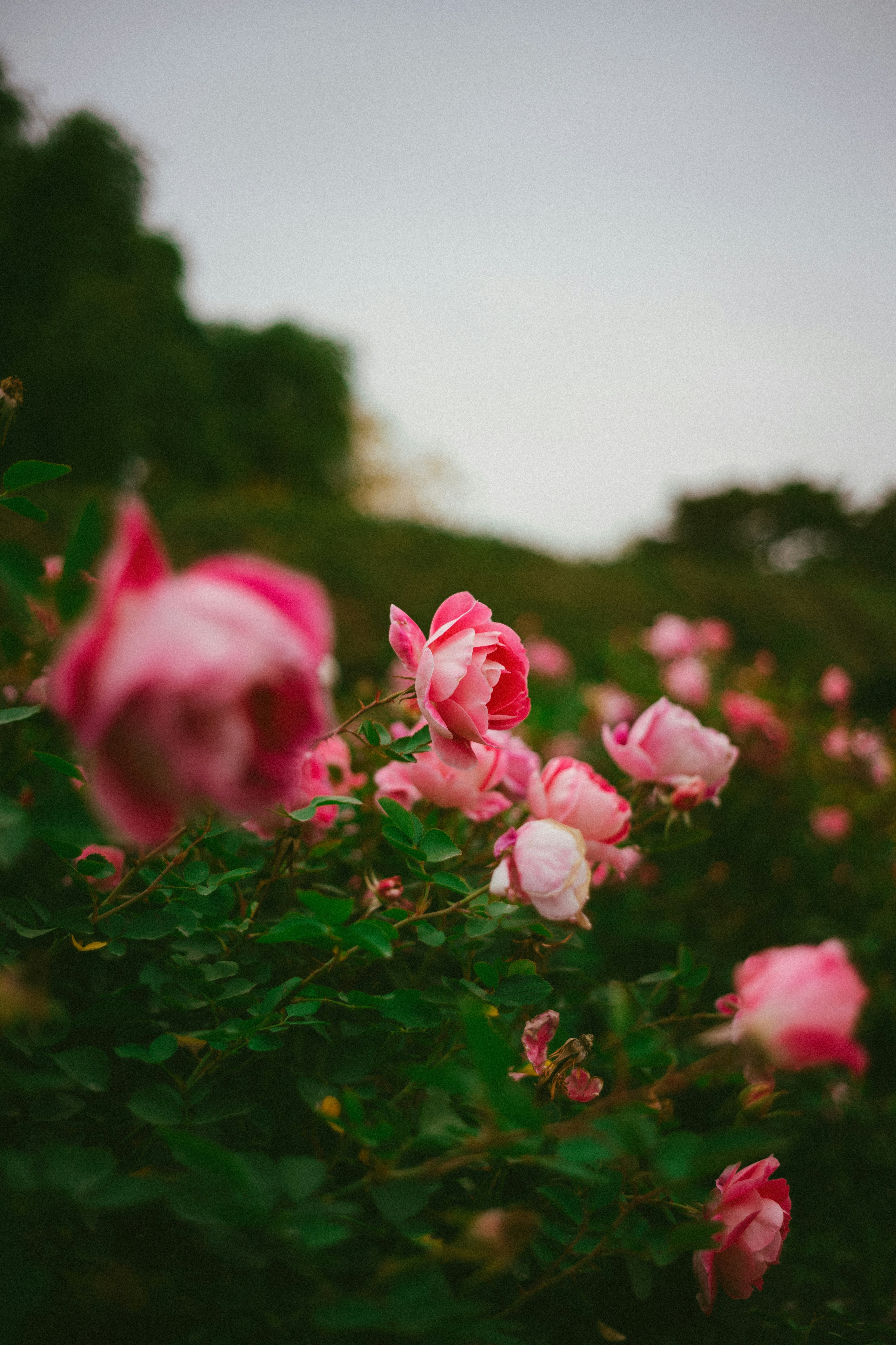 Photo by tommaomaoer