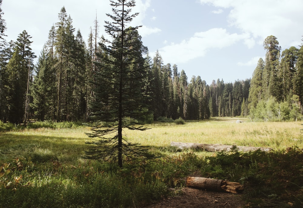 a grassy field with trees in the background