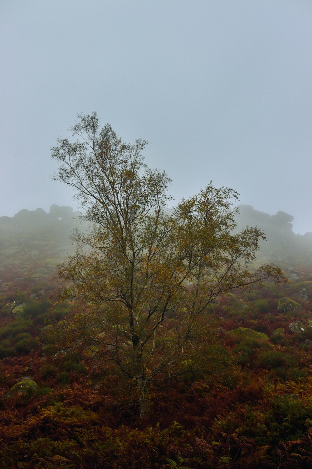 a tree in a forest