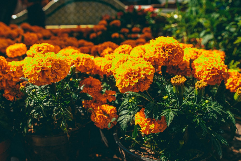 a group of flowers