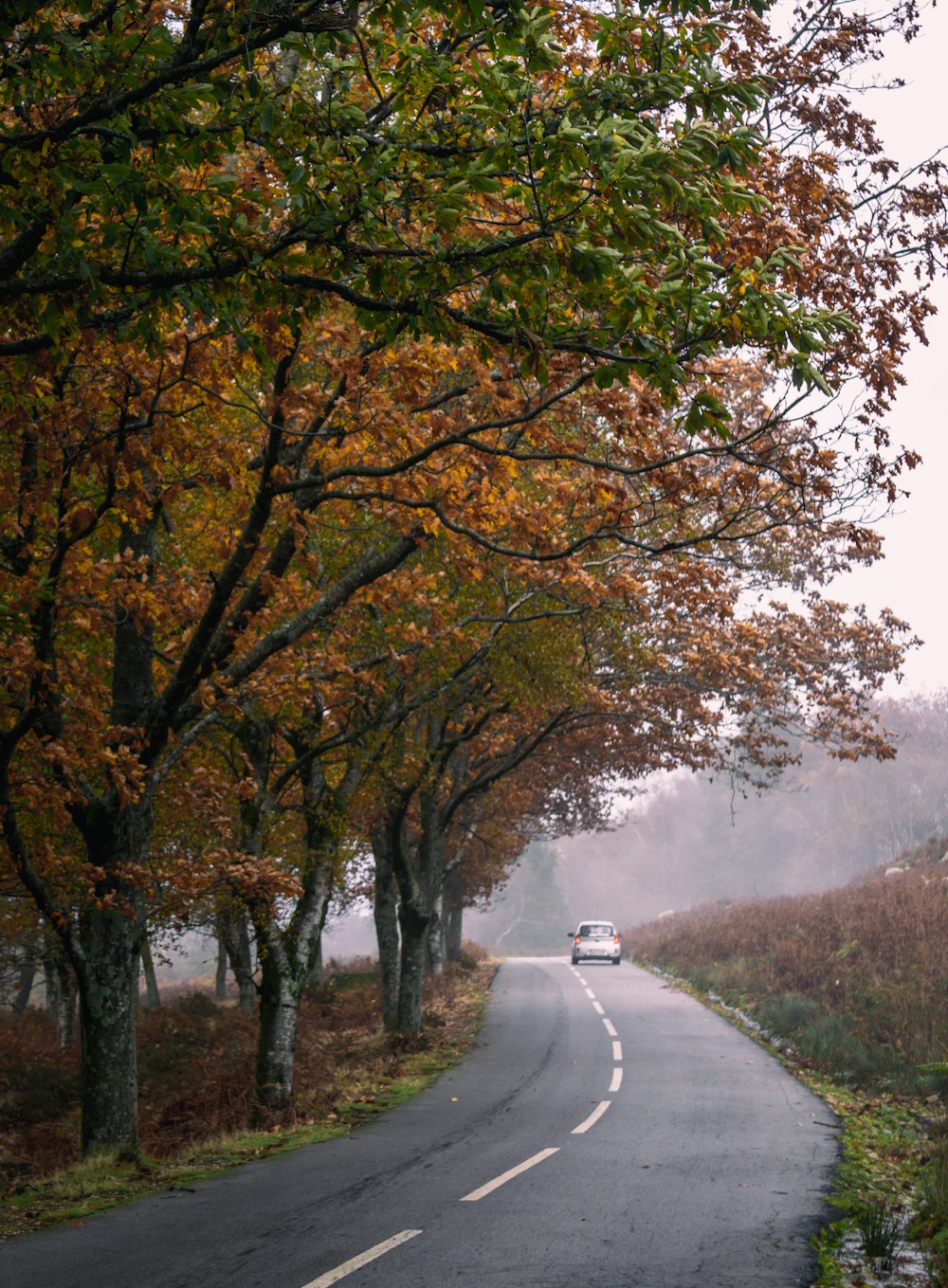 a car driving down a road with trees on either side of it