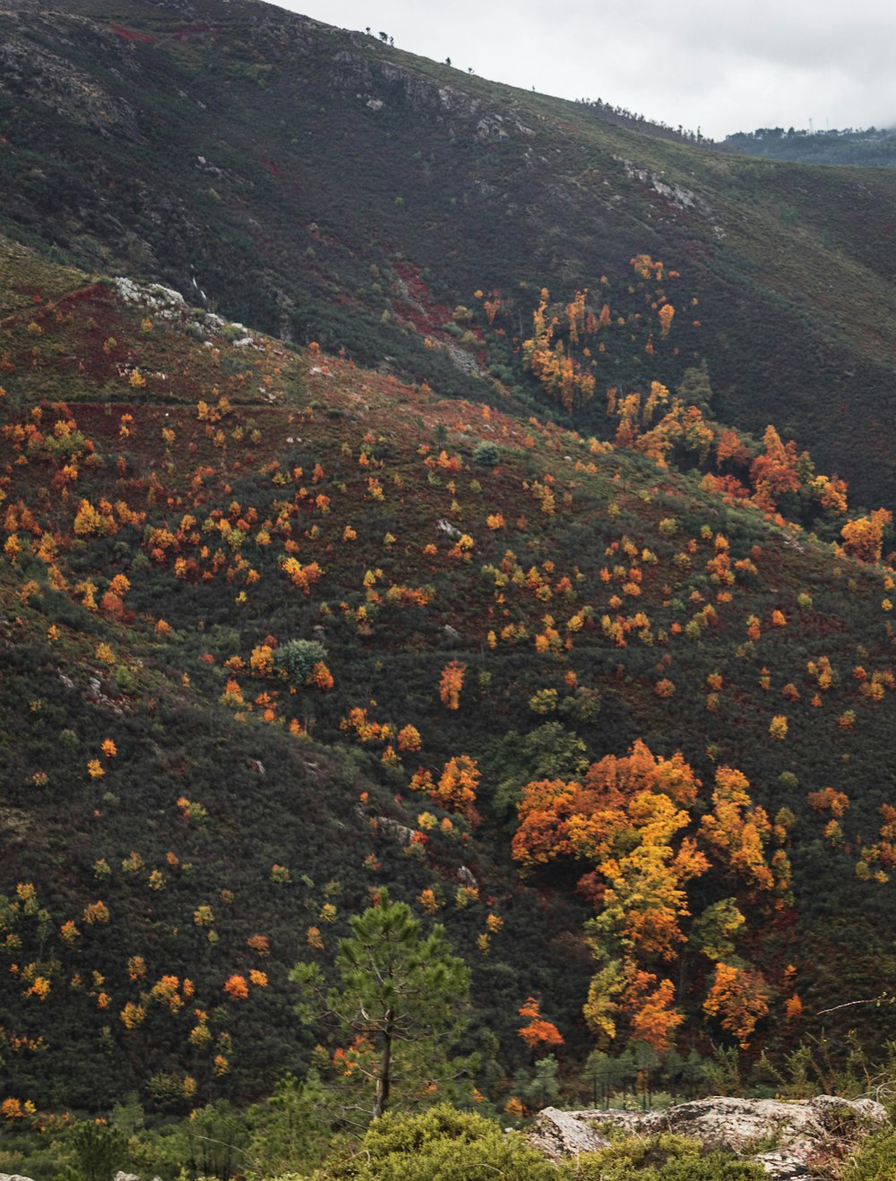 a mountain with orange and yellow flowers