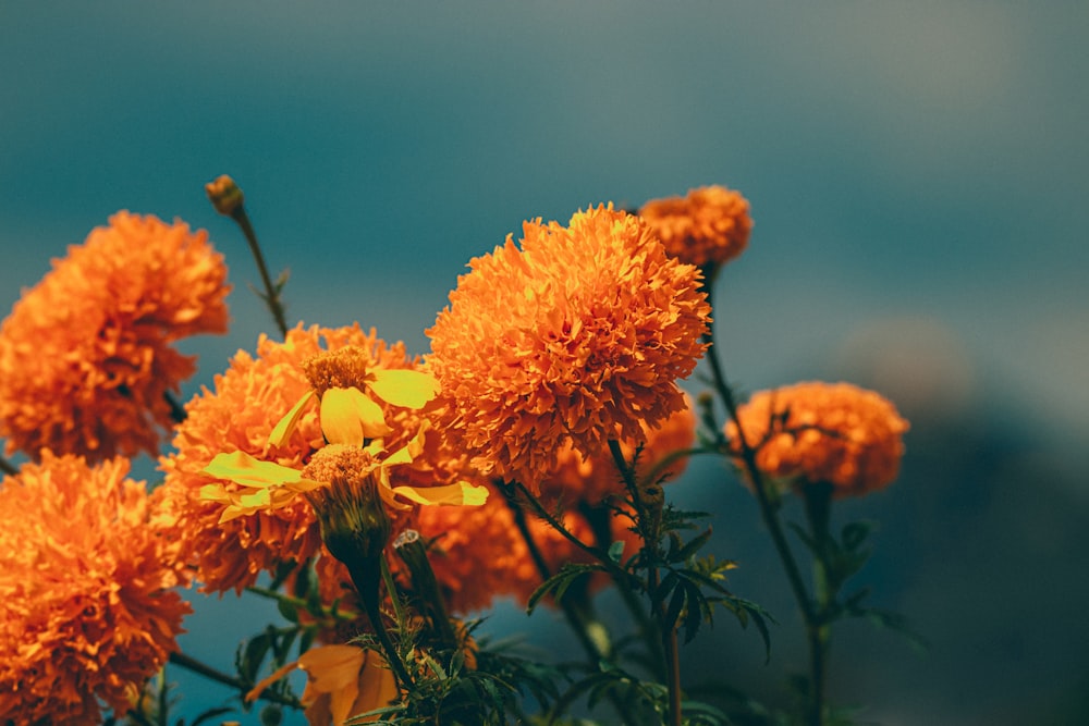 Un grupo de flores