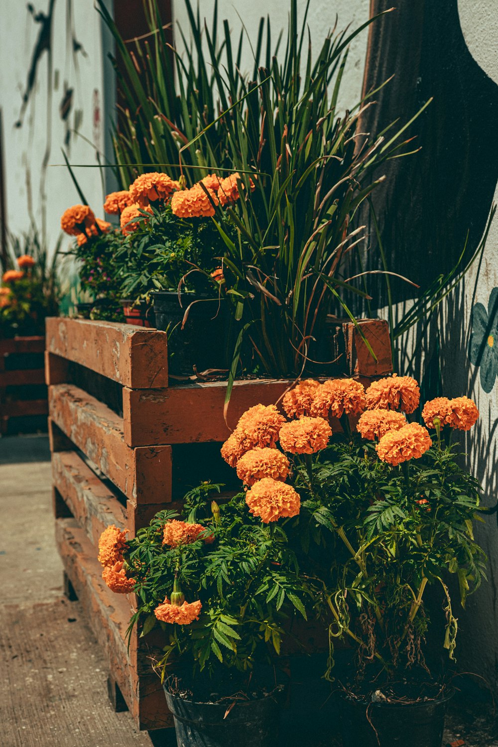 a group of flowers