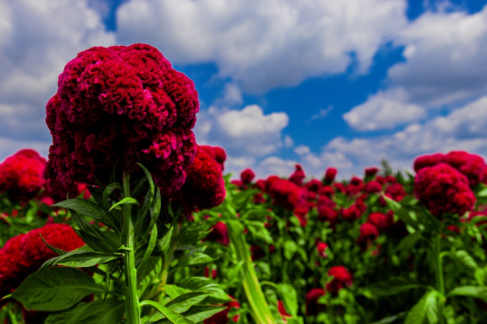 a close-up of a flower