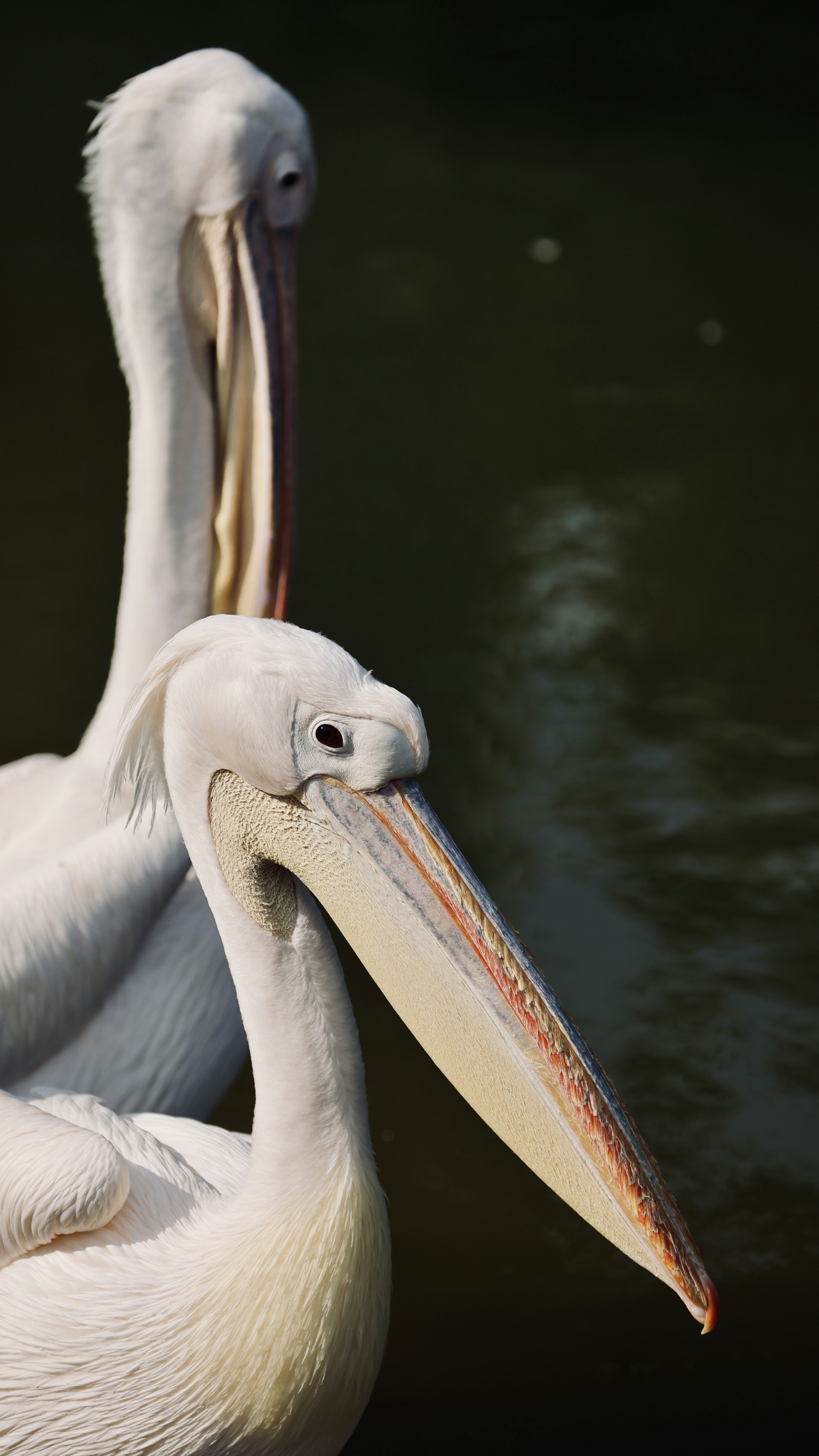 Photo by dickenslin76