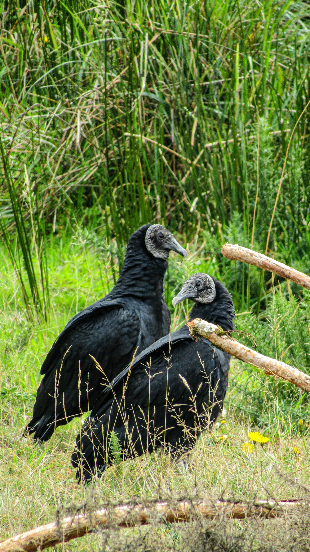 a couple of birds in a grassy area