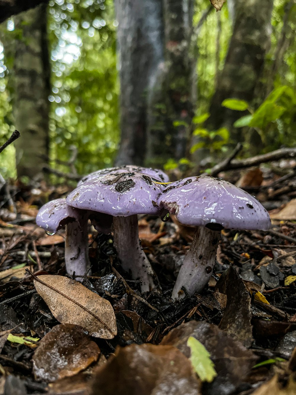 Un groupe de champignons poussant dans les bois