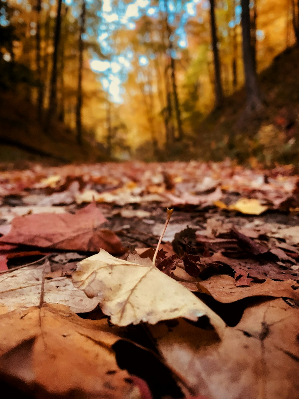 a group of leaves on the ground