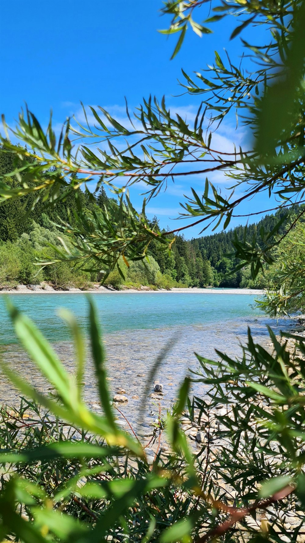 a body of water with trees around it