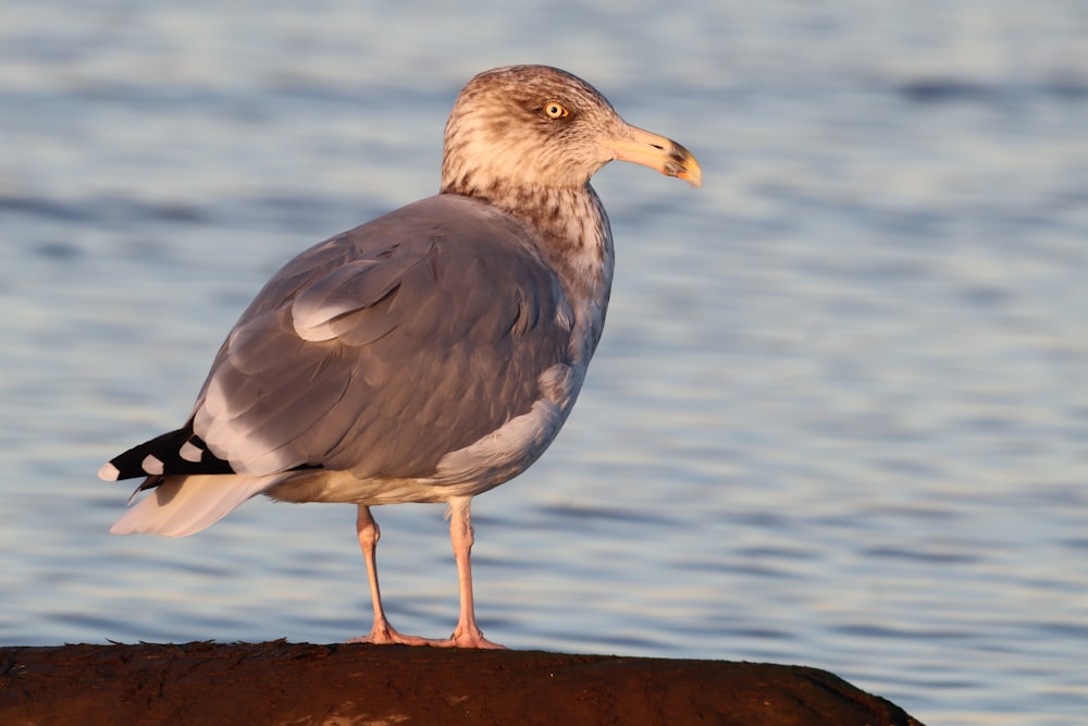 a bird standing on a rock