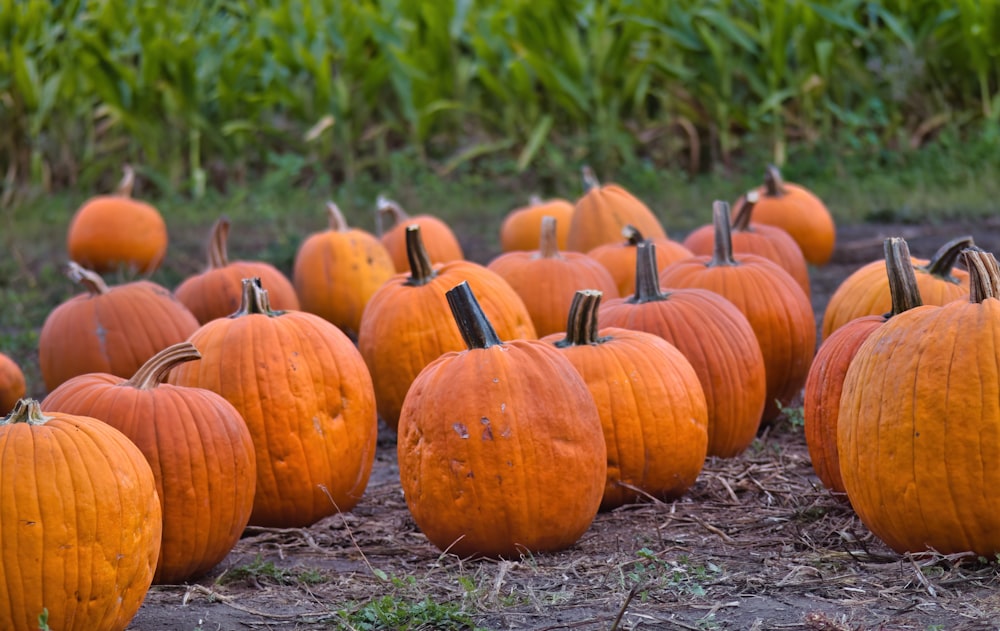 a group of pumpkins in a field