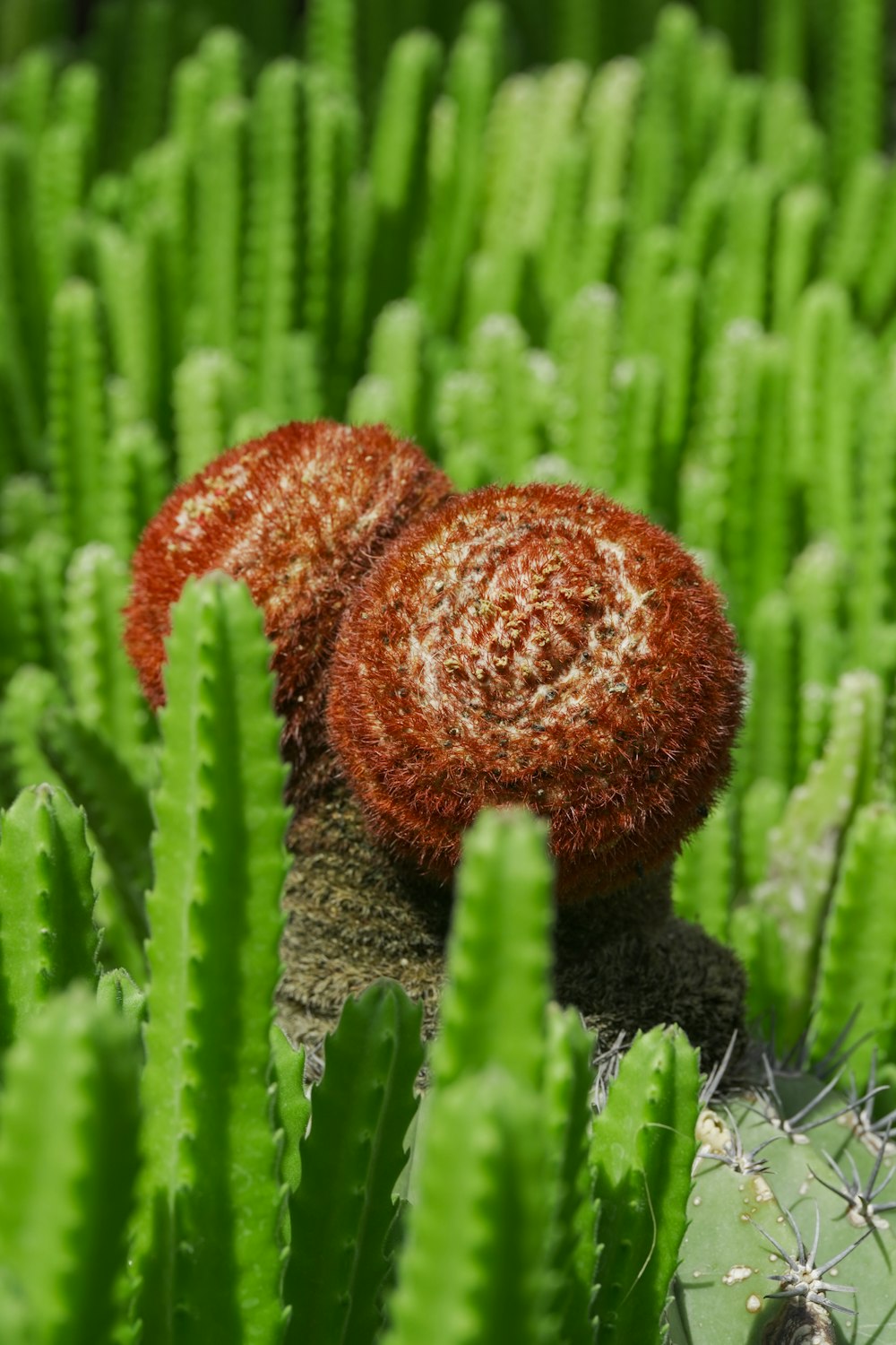 a mushroom growing in a field
