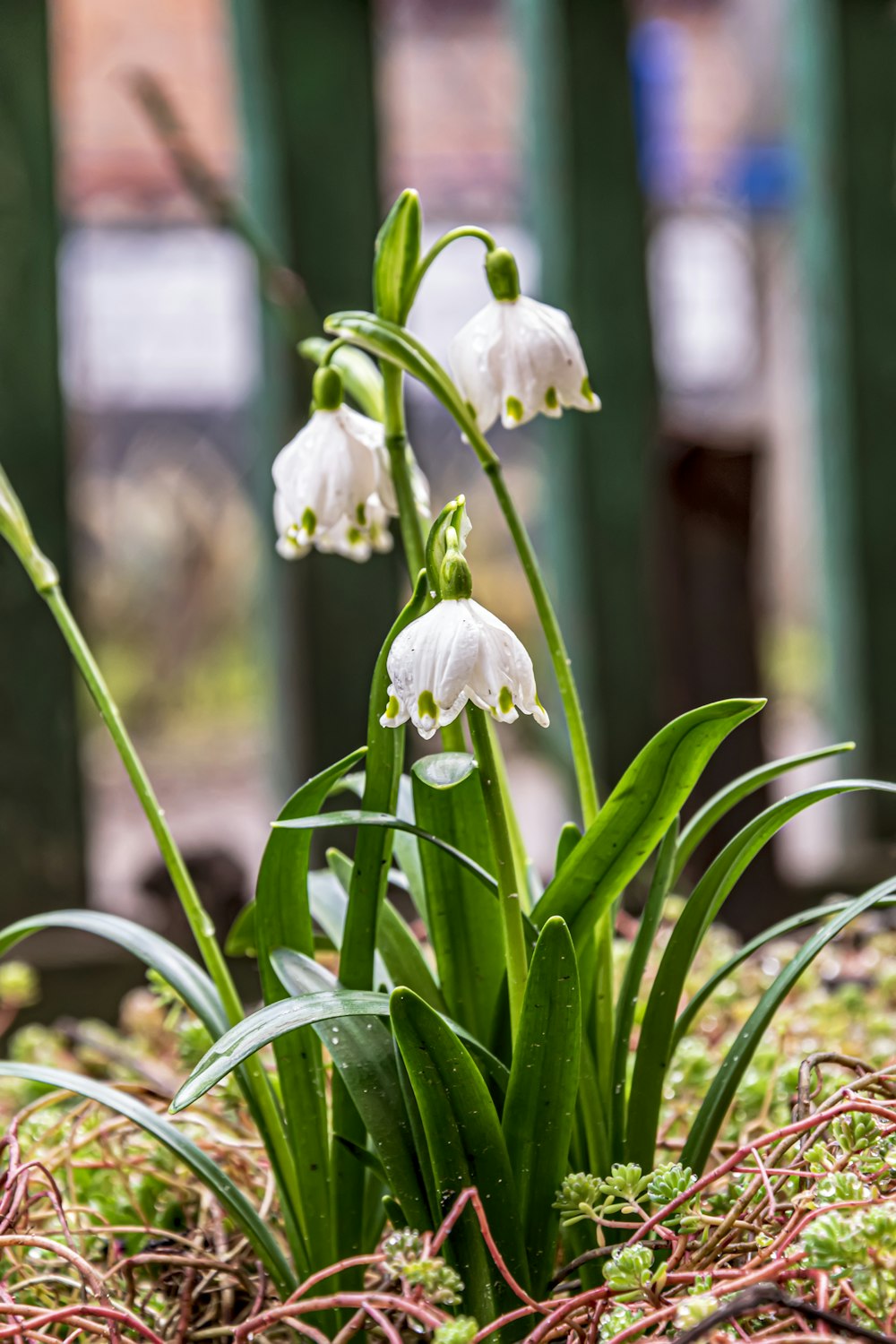 a close-up of some flowers